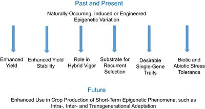 Editorial: Crop breeding involving epigenetic inheritance